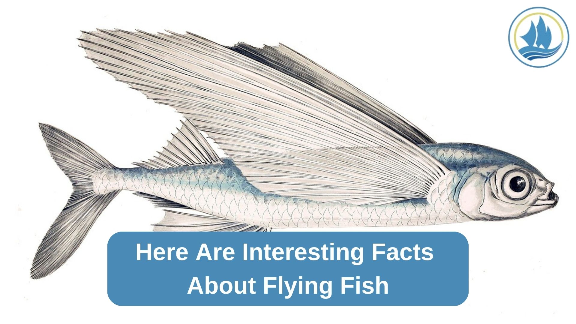 Here Are Interesting Facts About Flying Fish